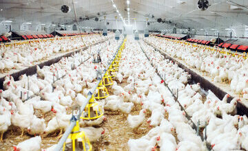 فریاد مرغداران شنیده شد؛ ذرت در راه است!