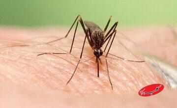 گسترش فعالیت پشه آئدس با بارشهای پاییزی/ هشدار گسترش تب دنگی در این مناطق