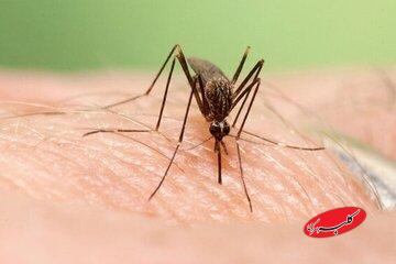 گسترش فعالیت پشه آئدس با بارش‌های پاییزی/ هشدار گسترش تب دنگی در این مناطق