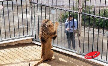 گزارش یک روزنامه؛ حیوانات پردیسان به باغ وحشها فروخته میشوند