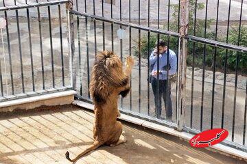 گزارش یک روزنامه؛ حیوانات پردیسان به باغ وحشها فروخته میشوند