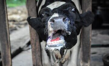 شیوع جدی تببرفکی در برخی دامداریها/ زنگ خطر کمبود لبنیات و گوشت به صدا در آمد؟