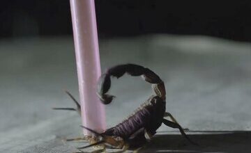 درمان سرطان با زهر عقرب!