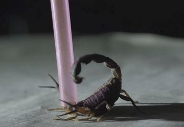 درمان سرطان با زهر عقرب!