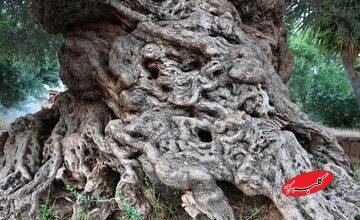 کهن‌ترین درخت زیتون جهان، حتی اسکندر مقدونی و فیثاغورث را دیده است!