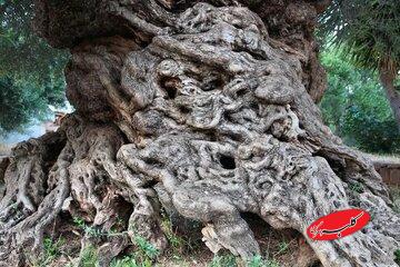 کهنترین درخت زیتون جهان، حتی اسکندر مقدونی و فیثاغورث را دیده است!