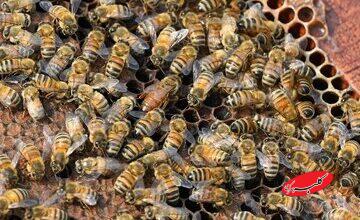 زنبورها خواندن «کد مورس» را یاد میگیرند / یک کشف عجیب درباره توانایی حشره مفید