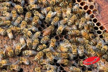 زنبورها خواندن «کد مورس» را یاد می‌گیرند / یک کشف عجیب درباره توانایی حشره مفید