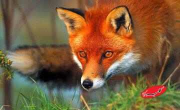 مرگ کودک ۳ ساله همدانی بر اثر روباهگزیدگی