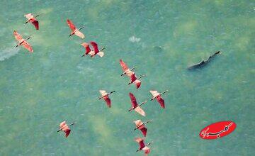 پس از ۱۴۳ سال تایید شد / اندامی مرموز، قطبنمای درونی پرندگان است