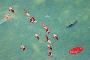 پس از ۱۴۳ سال تایید شد / اندامی مرموز، قطبنمای درونی پرندگان است