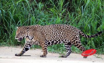 چرا همه حیوانات وحشی را نمیتوان مثل سگ و گربه اهلی کرد؟