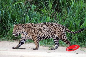 چرا همه حیوانات وحشی را نمی‌توان مثل سگ و گربه اهلی کرد؟