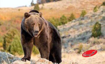 حمله خرس به یک کوهنورد؛ اورژانس هوایی اعزام شد/ عکس