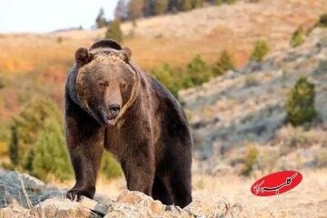 حمله خرس به یک کوهنورد؛ اورژانس هوایی اعزام شد/ عکس