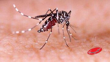 شناسایی ۲۰۵ فرد مبتلا به تب دنگی در این استان