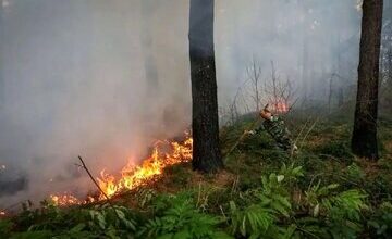 حریق در عرصه‌های جنگلی چالوس