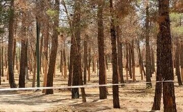 علت قطع هزاران اصله درخت در پارک چیتگر چیست؟