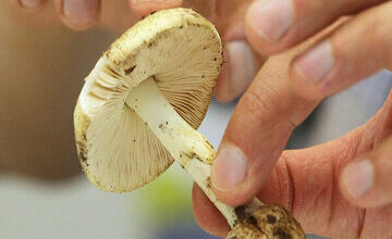 هشدار؛ مصرف این قارچ‌ها جانتان را تهدید می‌کند/ علائم مسمومیت