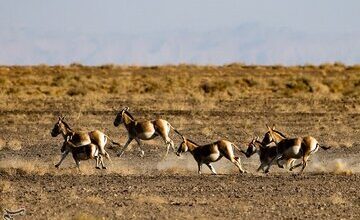 معجره در دل کویر؛ گورخر ایرانی از انقراض فرار کرد
