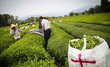 دولت به این افراد وام ۱۰۰ میلیونی می‌دهد