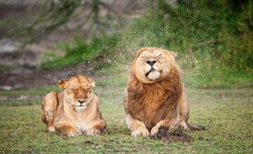 خنده‌دارترین لحظات در  دنیای حیوانات/ برندگان جایزه کمدی حیات‌وحش ۲۰۲۵/ عکس