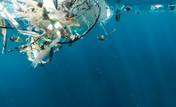 ارتش نامرئی اقیانوس/ کشف موجوداتی که زبالههای انسان را میبلعند