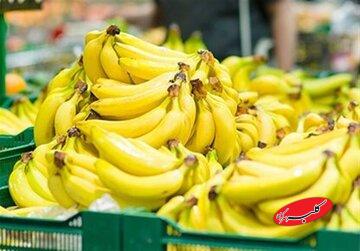 قیمت موز باید بسیار پایین‌تر باشد/ رانت واردات موز در قبال صادرات سیب!