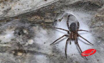 کشف بزرگترین تار عنکبوت دنیا با اندازه نصف زمین تنیس در اعماق زمین