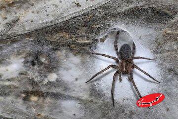 کشف بزرگترین تار عنکبوت دنیا با اندازه نصف زمین تنیس در اعماق زمین