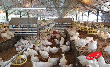 همچنان مرغداران در شرایط بحرانی هستند/دولت هنوز خوراک مرغ‌ها را وارد نکرده است