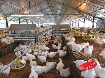 همچنان مرغداران در شرایط بحرانی هستند/دولت هنوز خوراک مرغ‌ها را وارد نکرده است