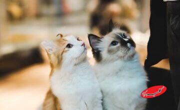 پرداخت نفقه گربه‌ها پس از طلاق