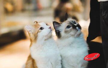 پرداخت نفقه گربهها پس از طلاق