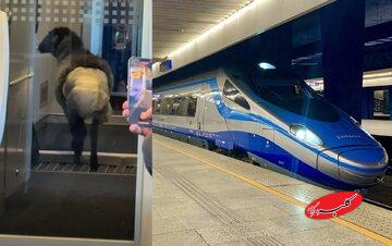 ماجرای گوسفندی که در قطار پوشک به تن داشت/ عکس