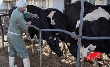 میزان خسارت دامداران از تب برفکی اعلام شد/ جزییات واکسیناسیون دام