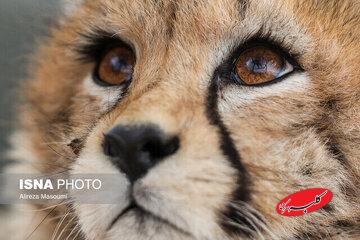 مشاهده «تلما» پس از ۳ سال در توران