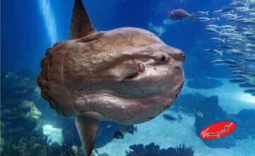عجیبترین و بهدردنخورترین ماهی اقیانوس