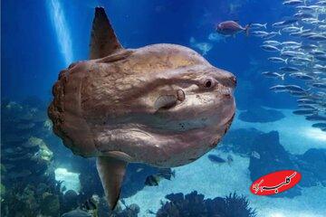 عجیبترین و بهدردنخورترین ماهی اقیانوس