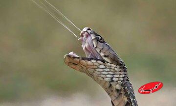 چرا نیش مار کشنده است؟ / ۹۰ میلی‌ثانیه مرگبار