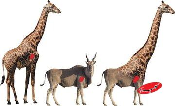 چرا زرافه‌ها گردن و پای چنین بلندی دارند؟