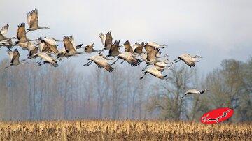 پرندگان مهاجر بدون «GPS» چطور راه خود را پیدا می‌کنند؟