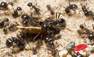 در ازای هر انسان چند مورچه روی زمین زندگی میکند؟ / همهجا هستند جز این چند نقطه!