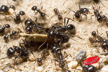 در ازای هر انسان چند مورچه روی زمین زندگی میکند؟ / همهجا هستند جز این چند نقطه!