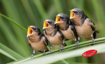 چرا پرنده‌ها هر روز اول صبح سر و صدا راه می‌اندازند!