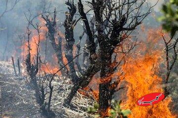 اعزام هواپیماهای اطفای حریق از ترکیه برای مهار آتش جنگل الیت