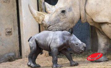 تولد بچه‌کرگدن سفید در یک باغ‌وحش/ عکس