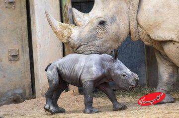 تولد بچهکرگدن سفید در یک باغوحش/ عکس