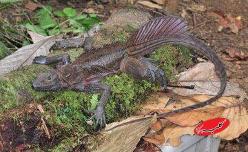 اژدهایان بادبانی؛ خزندگان افسانه‌ای که روی آب می‌دوند