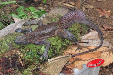 اژدهایان بادبانی؛ خزندگان افسانهای که روی آب میدوند